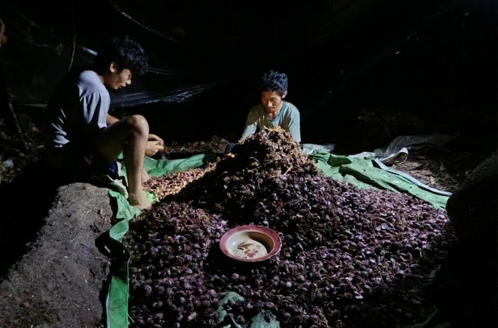 Hope’s Black Cardamom Project in Putao’s Tofulo Valley Sees First Harvest