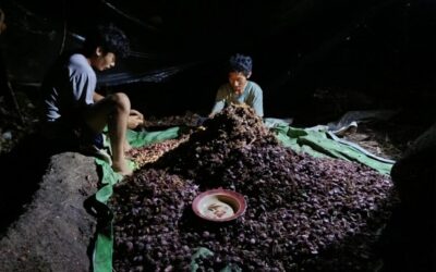 Hope’s Black Cardamom Project in Putao’s Tofulo Valley Sees First Harvest