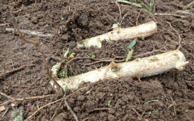 HOPE Staff Plant Cassava at Plantation Site in Putao