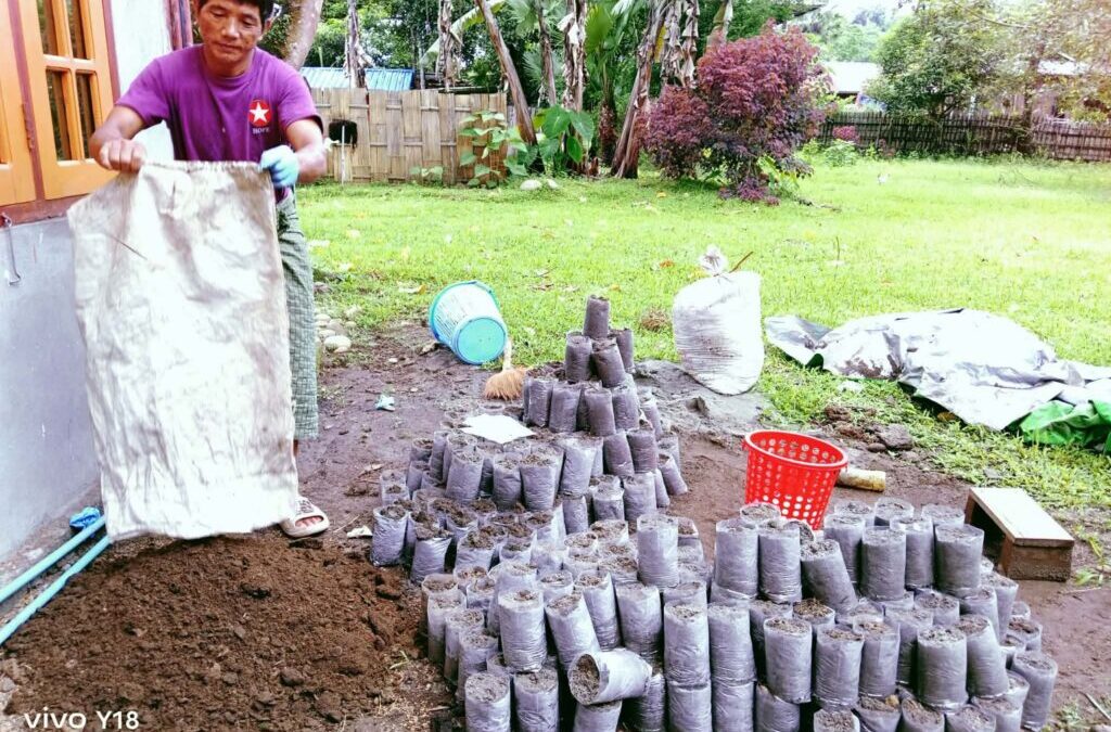 Seedlings for Greener Putao!