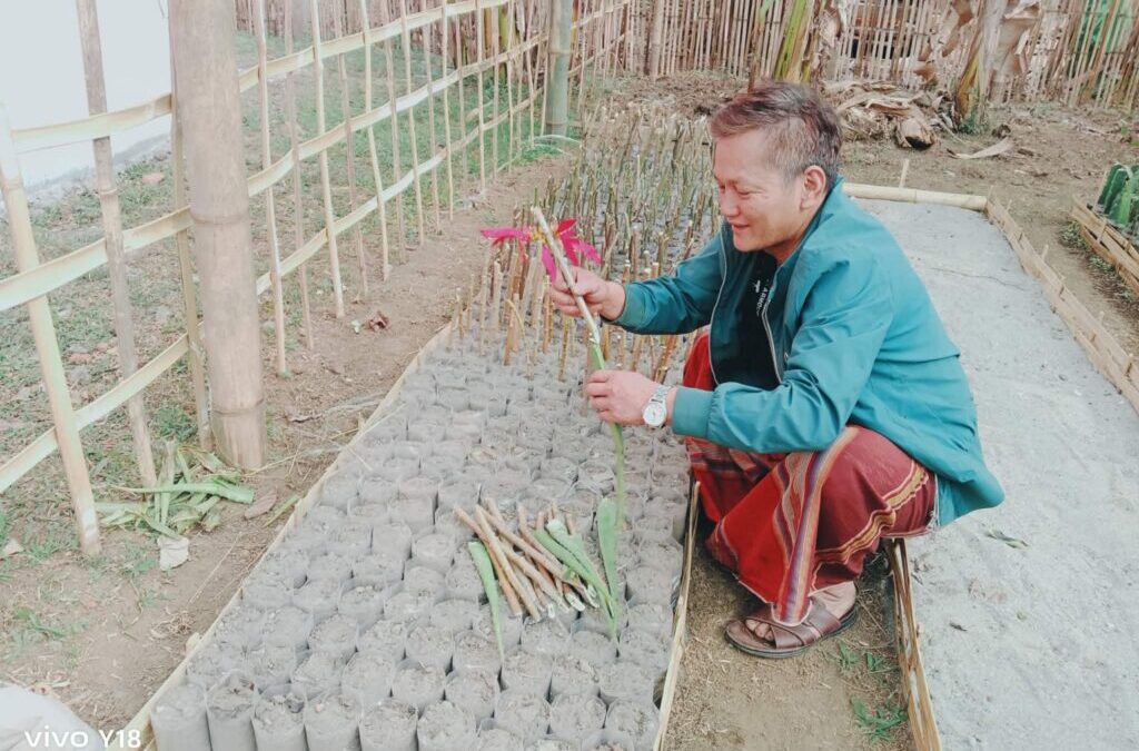 Plant Seedlings for Green Management in Putao